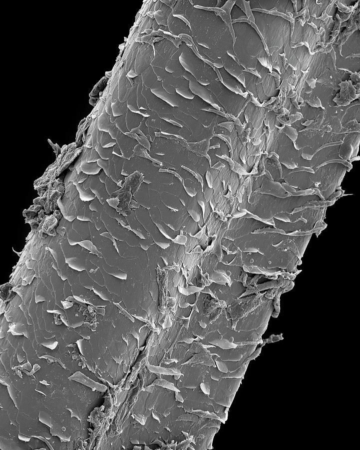 Beschadigde haarschubben