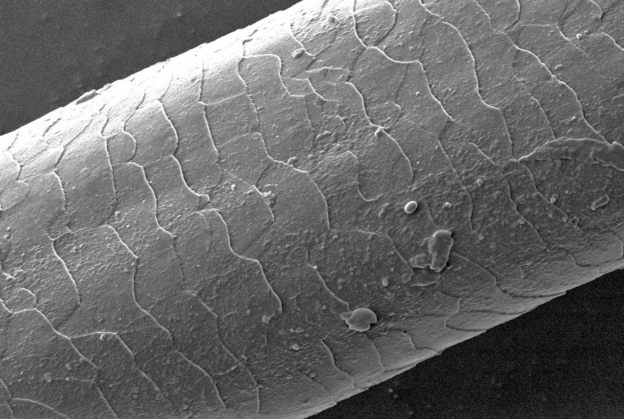 Herstelde haarschubben